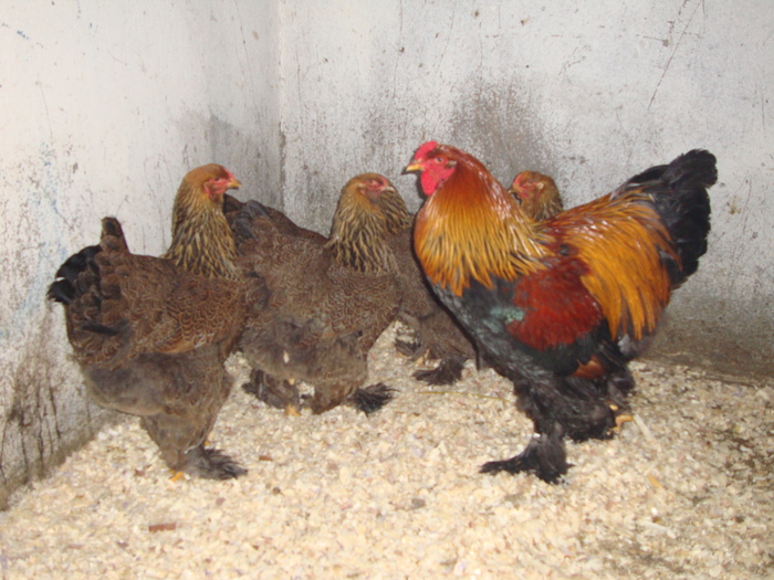 DSC00658 - AnimalesiPasari