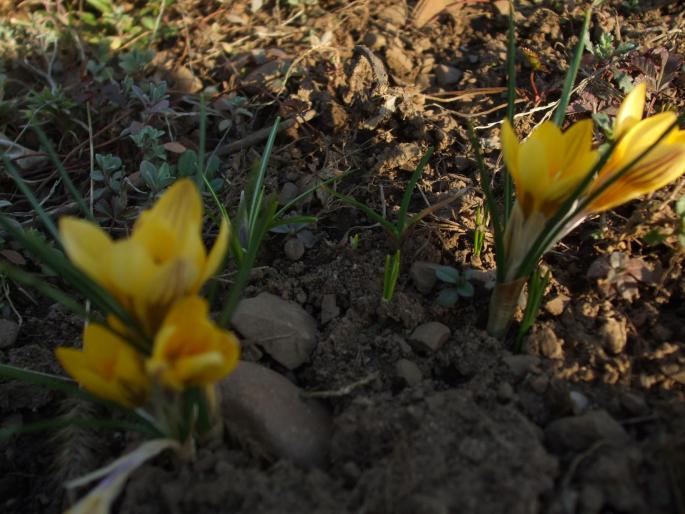 crocus - bulboase