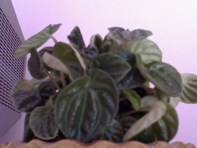 PEPEROMIA