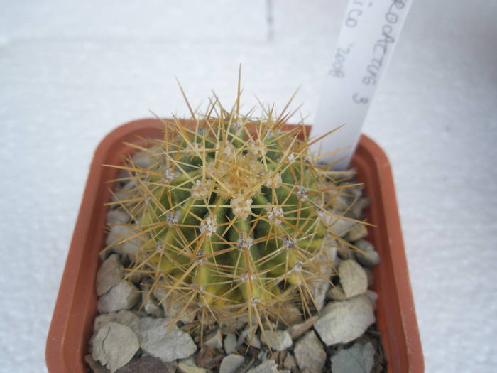 Ferocactus nr. 3 - Ferocactus