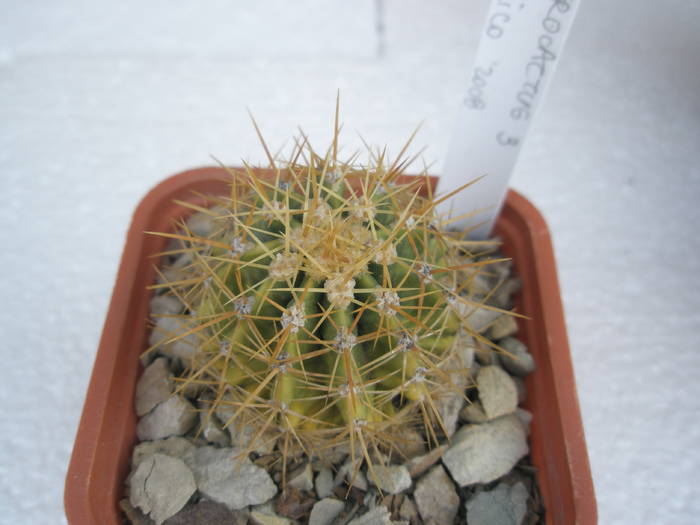 Ferocactus nr. 3