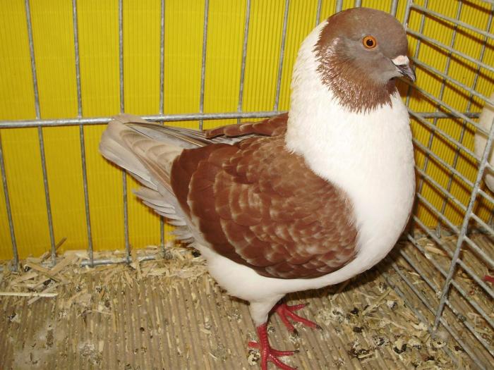 06196 modenezg rotfahl 1