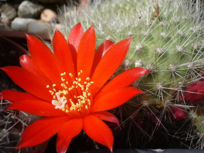 Rebutia senilis