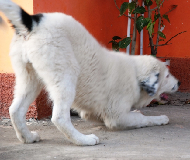 Ela - 20.11.2009 - Ela de Sapte Coline