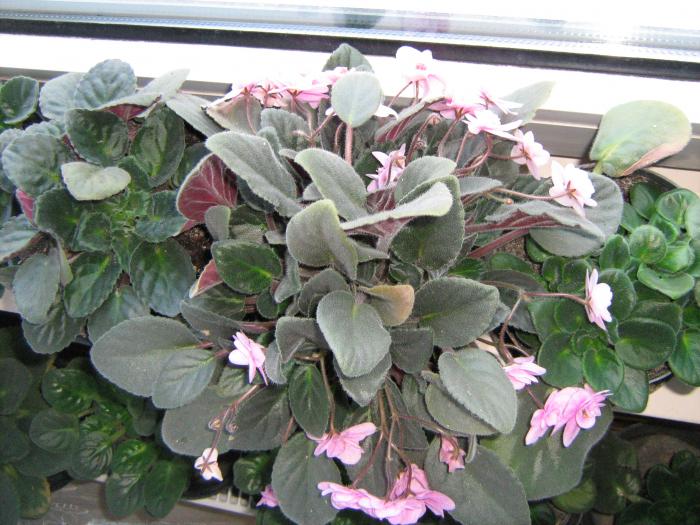 IMG_1986 - floricele