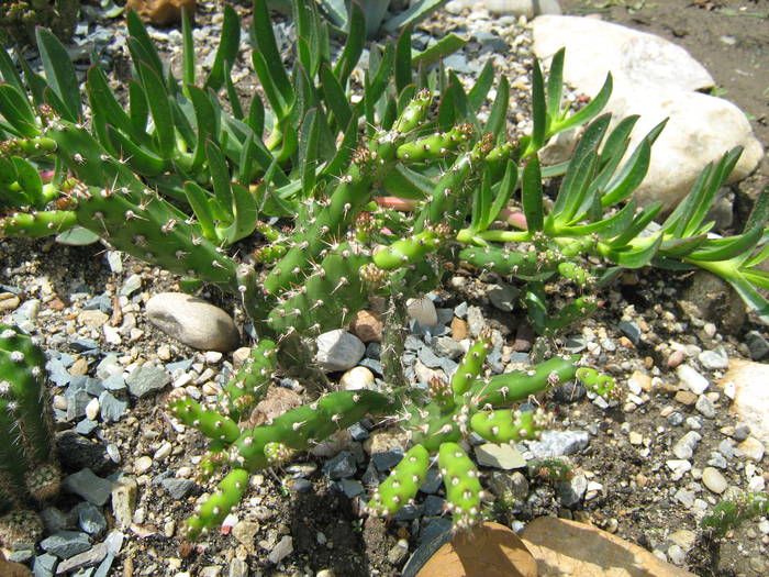 IMG_8645 - Cactusi la mosie 27 iunie 2009