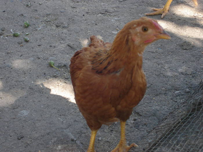 57 - Rate-Gaini-Gaste