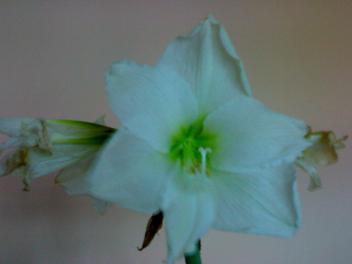 Christmas Gift , ultimele flori - Hippeastrum vara 2009