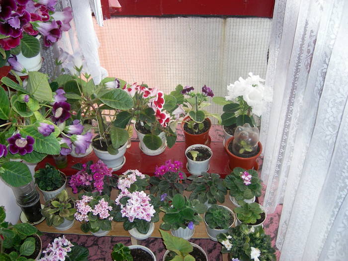 Flori-09