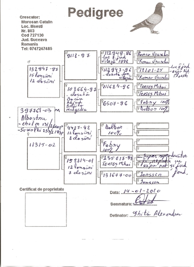 pedigree albastru de 03 de la dl Morosan Catalin Suceava