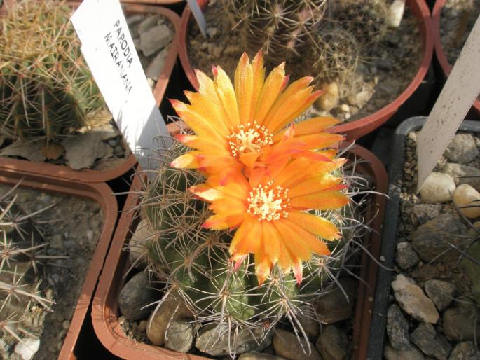 Parodia mairanana - CACTUSI - ANUL 2008