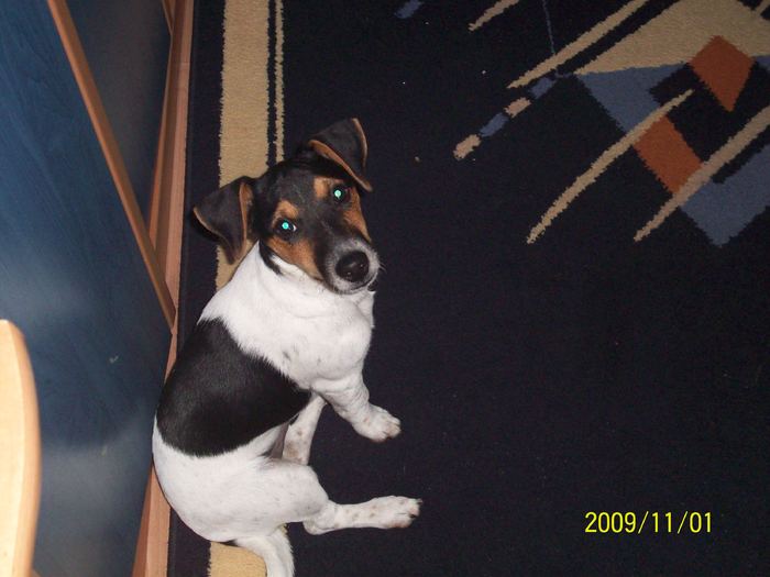 JACK RUSSELL 004
