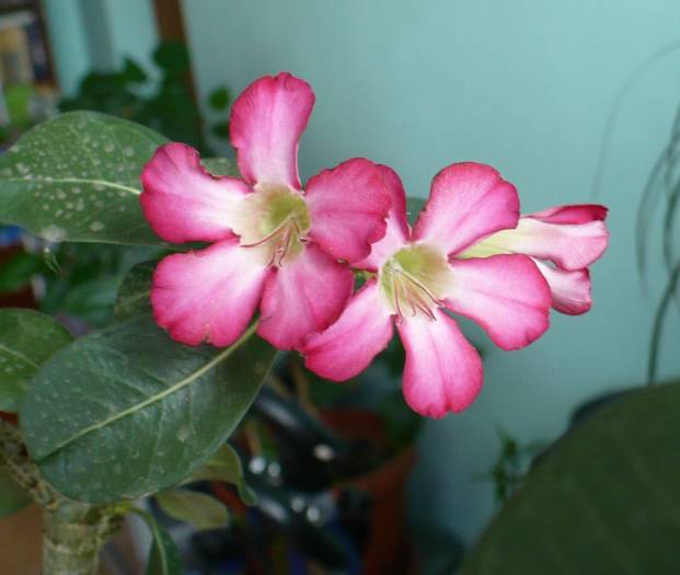 P1130338 - ADENIUM OBESUM