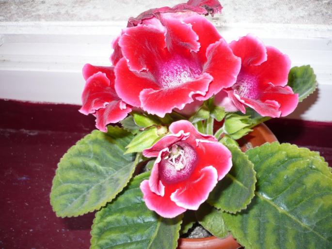 gloxinia