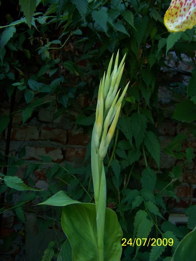 100_8559 - Iulie 2
