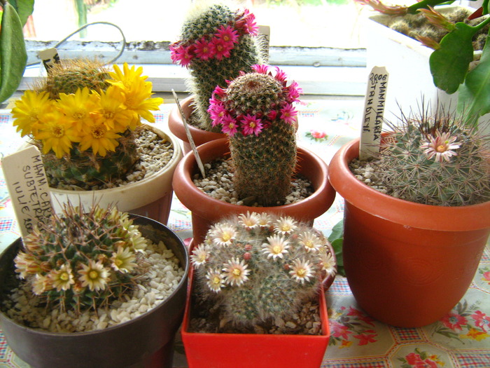 Picture 067; grup de cactusi infloriti
