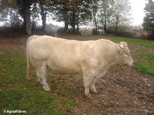 taur-charolaise - Vaci de carne DANYJOJO