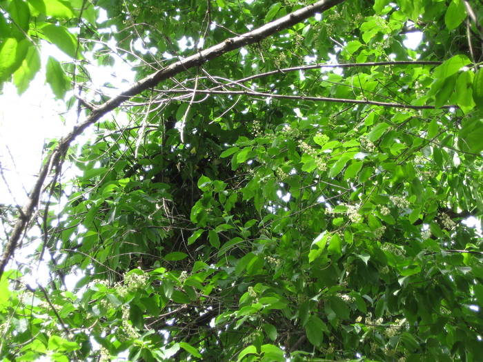 IMG_3476 - salcim I si II 2009