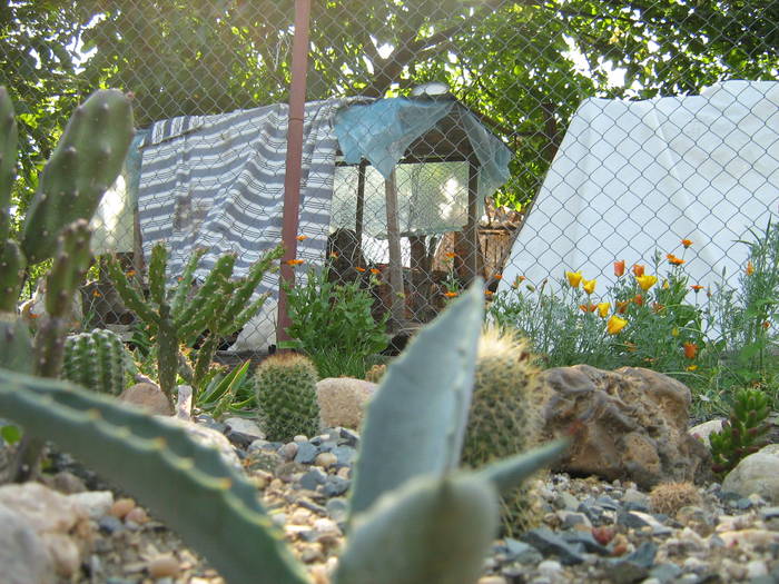 IMG_8145 - Cactusi la mosie 17 iunie 2009