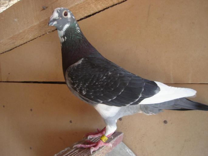 DSC03472; \"Baltat sticelu\" frate As maraton
