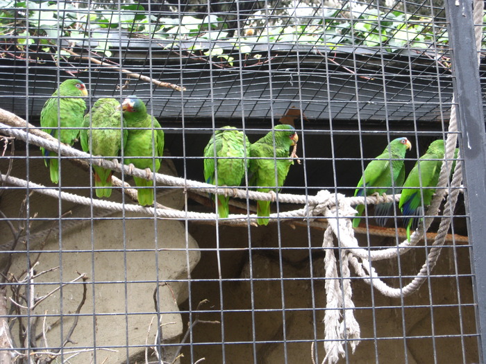 IMG_0441 - Gradina Zoologica din Barcelona