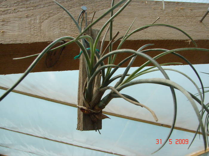 DSC05933 - Tillandsia