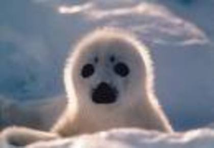 foca