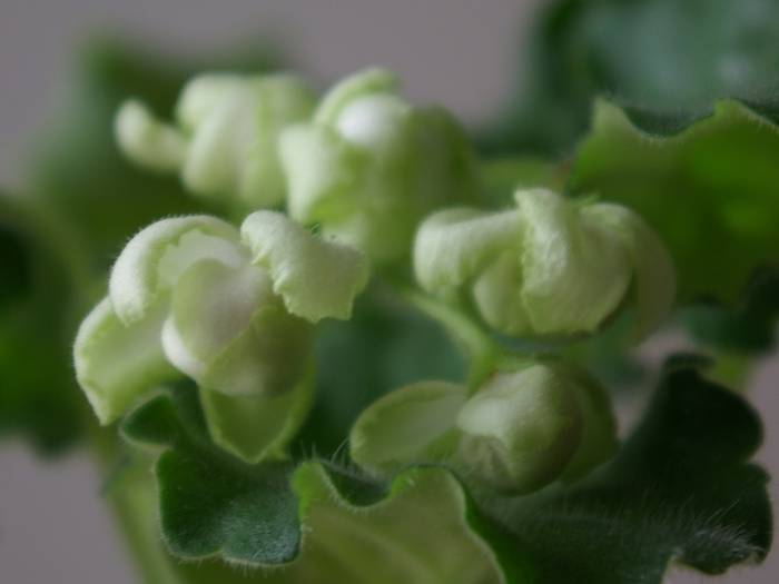 Green Ice (E. Kolb) - 2013 - Violete Africane