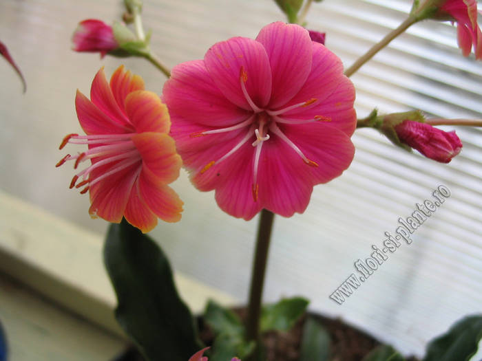 Lewisia portocaliu_roz 2 - Lewisia