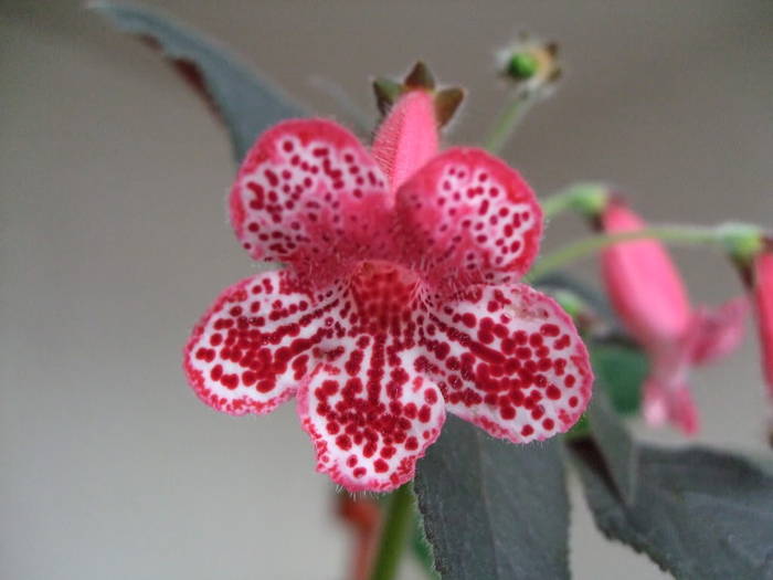 Kohleria Queen Olympus - Kohlerii