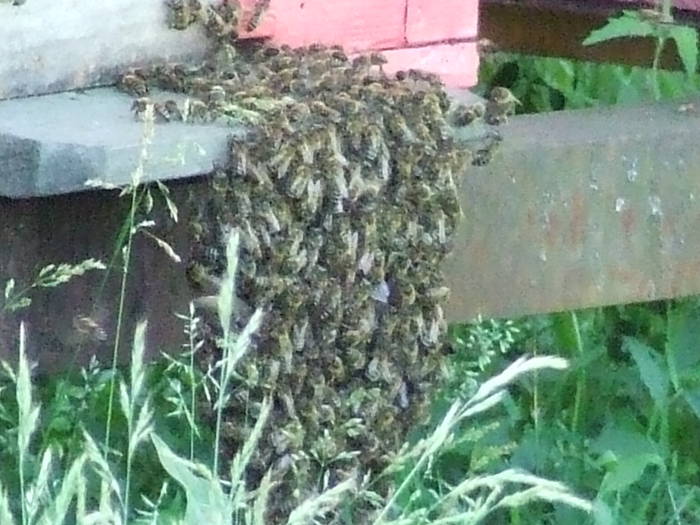 DSCF6289 - apicultura