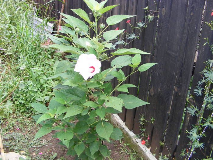 Hibiscus de gradina - flori si animale 2009