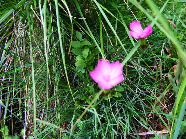 DSCF3007 - Suior Poiana Mlejnita Varful Secatura Creasta Cocosului  din Muntii Guta