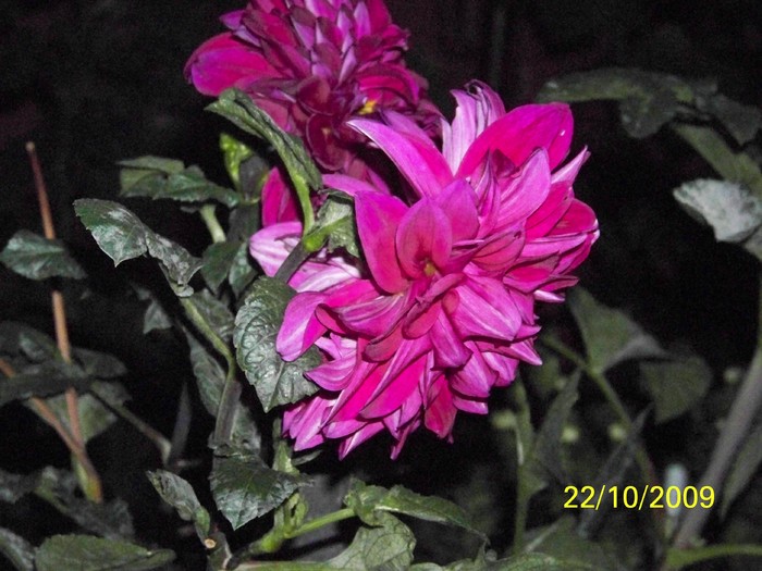 100_3227 - Toamna in curte  Timisoara