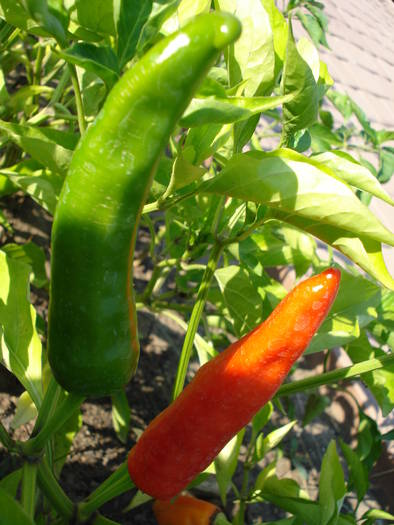 Cayenne Pepper (2009, August 11) - Cayenne Red Hot Pepper