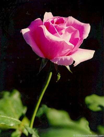 Rose066