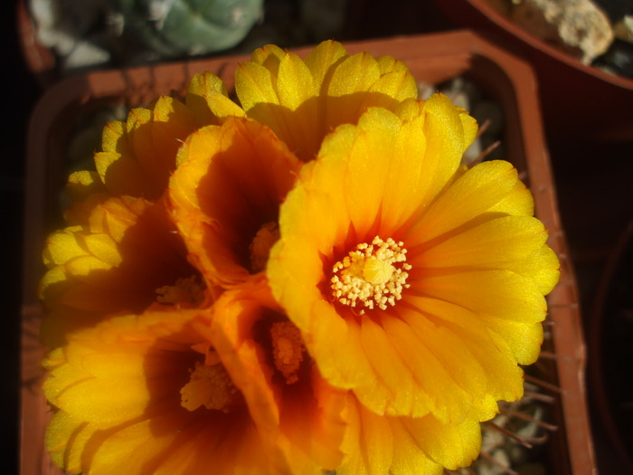 Parodia aureispina flori - cactusi infloriti