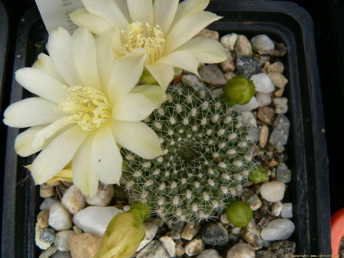 rebutia_krainziana_ssp.albiflora_1 - Cactusi care m-au impresionat prin frumusete