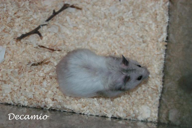 LULU2 - Hamsterita mea LULU Qsept 2007 ian 2009Q RIP