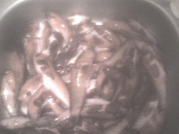 RUPNKWMPLWIKERNTXQJ - La pescuit