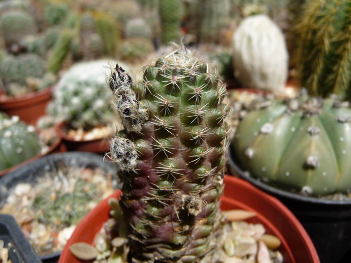 P1040104 - Cactusi