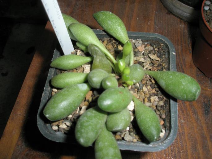 Adromischus clavifolius
