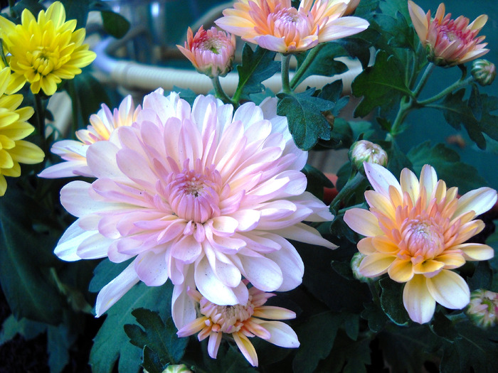 Picture 098 - flori dragute