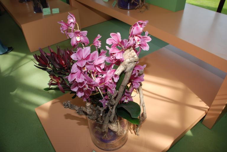 Afbeelding 637 - Keukenhof 2008