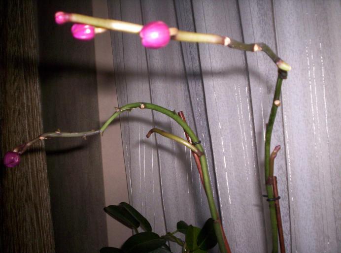 Orhidee - tije 27 noi 2007 (2