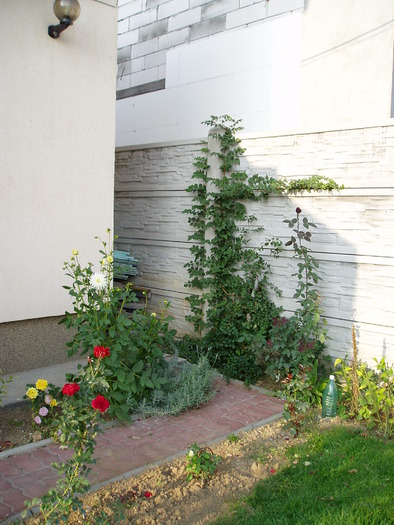 PA100402 - Florile mele 2009