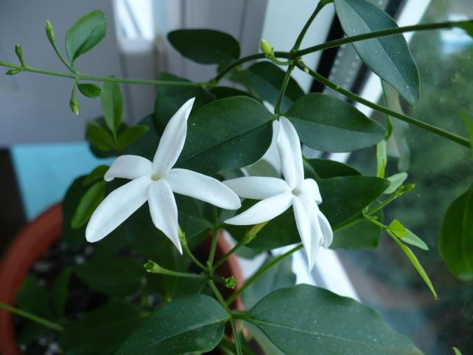 Jasmin - Alte plante