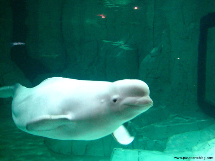 ballena-beluga-oceanografico-valencia[1] - imagini oceanu grafic VALENCIA