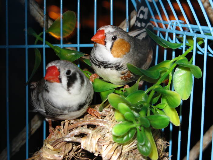 IMG_0266 - 1_1 - Zebre australiene - Zebra finches