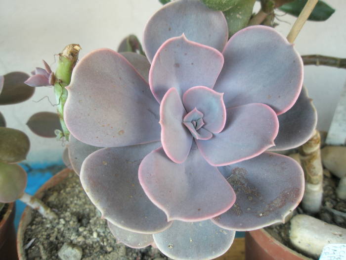 Echeveria metalica